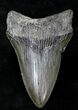 Lower Megalodon Tooth #21733-1
